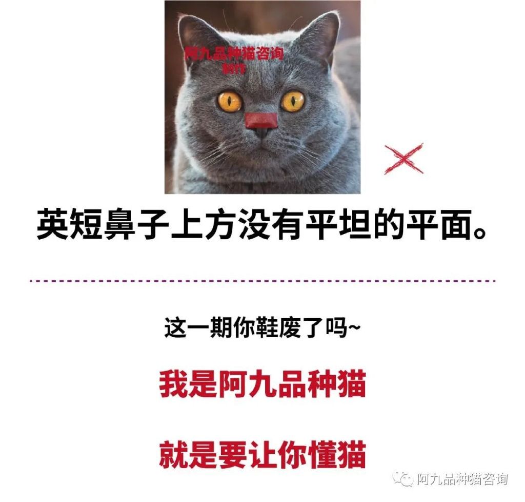 长毛银渐层幼崽的鼻头是黑的,银渐层幼崽眼睛是蓝色