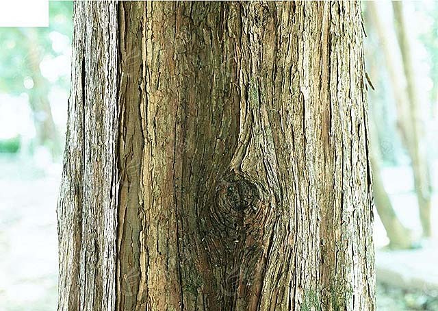 湖南男子怪病,湖南男子身患怪病20多年