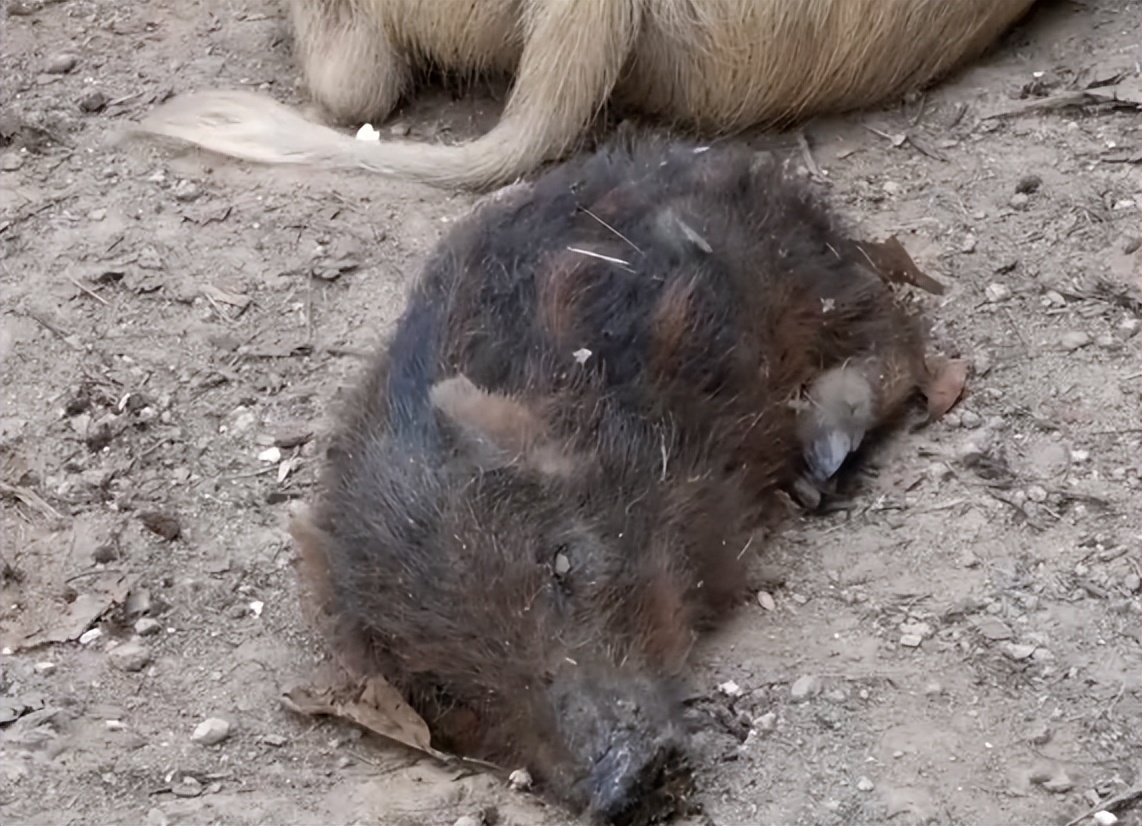 福建男子养“跳跳猪”，一斤猪肉最高卖出125元，年销售额达600万