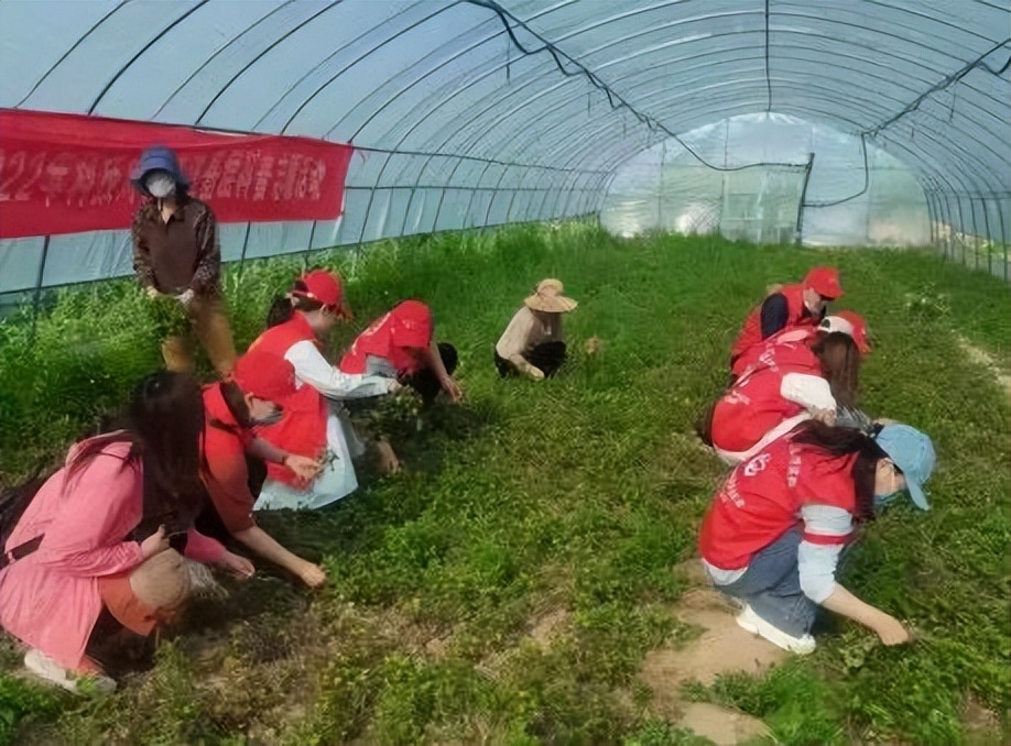 小村出圈记:忻府区董村镇游邀村的红薯“甜蜜蜜”