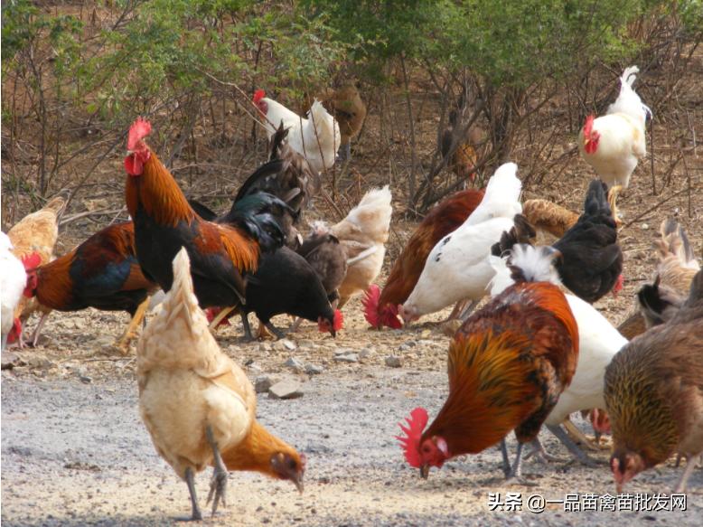 鸡群球虫用什么药好得快,水胡椒治鸡球虫病会反复吗