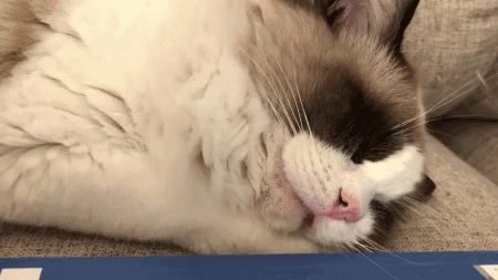 猫咪为什么不能碰胡子根部 (猫咪的胡子为什么碰不得)