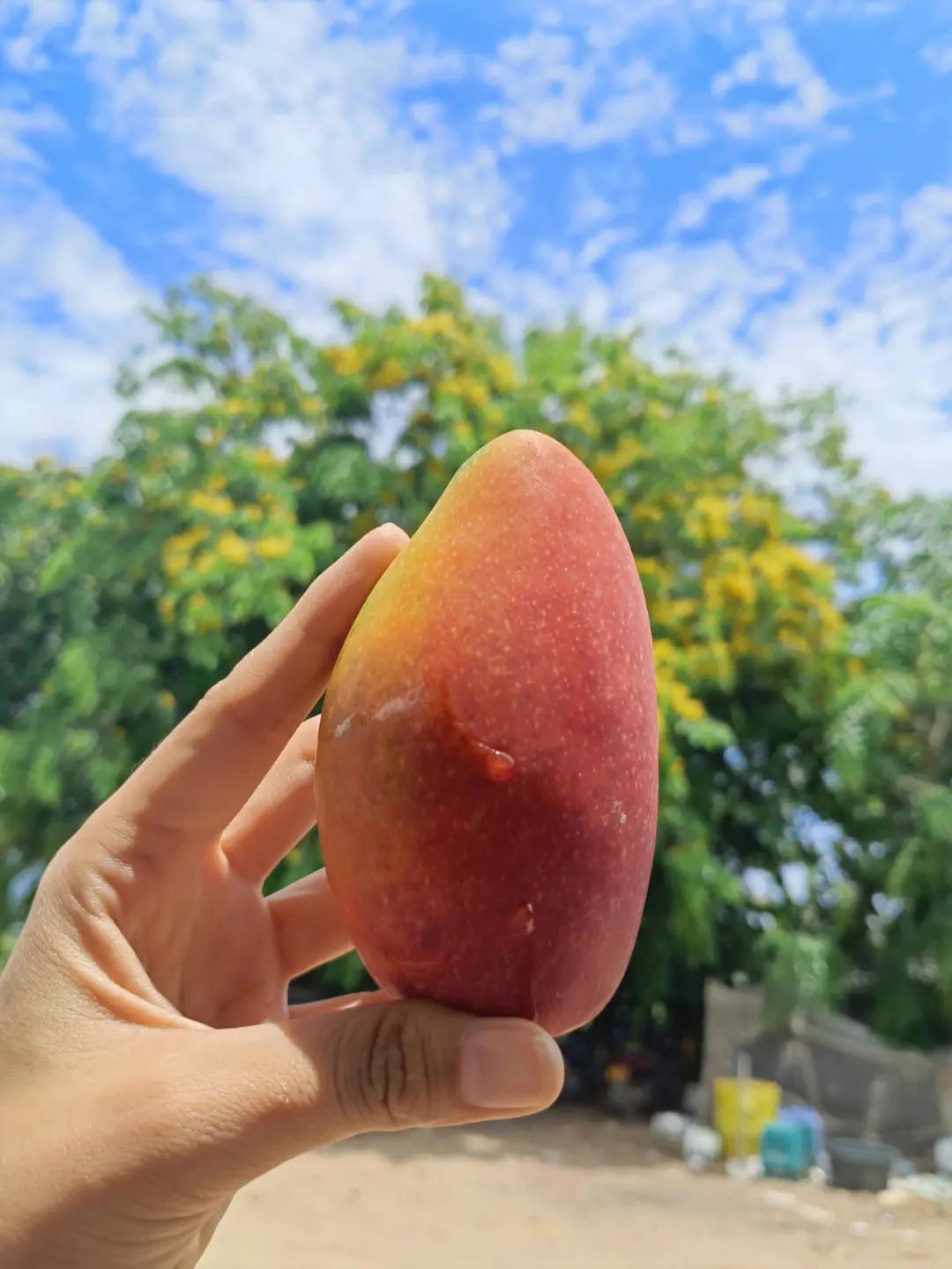 海南当地芒果批发价,海南省三亚市芒果价格今日行情