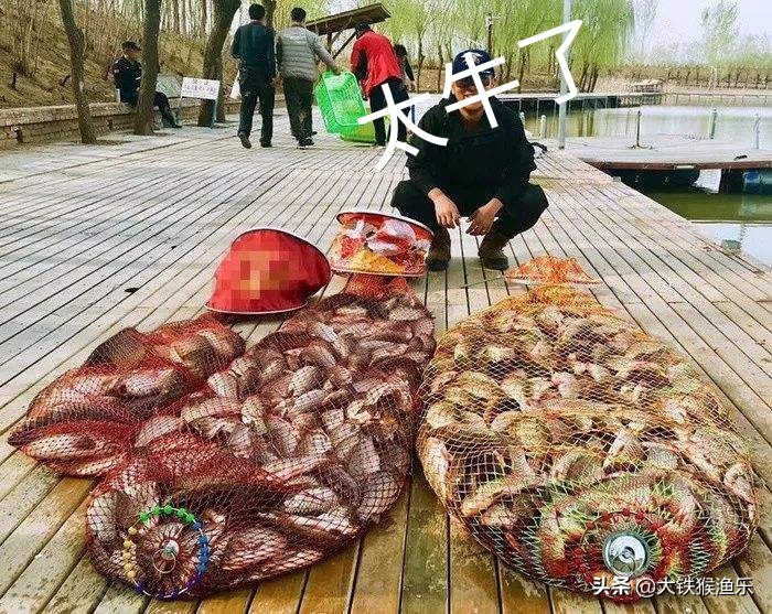 南方的鲤鱼跟北方的鲤鱼有啥区别,北方的鲤鱼和南方的区别