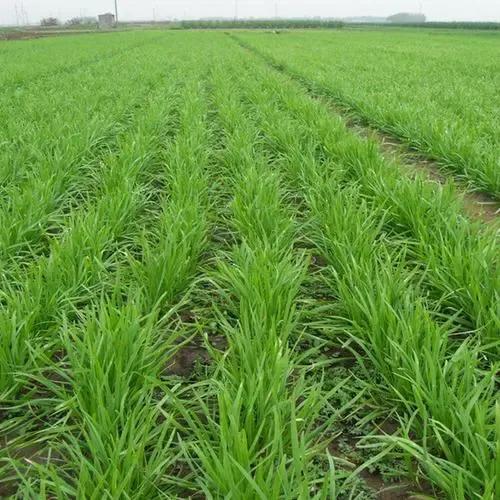 为什么巴菲特股票这么厉害,股票是什么东西