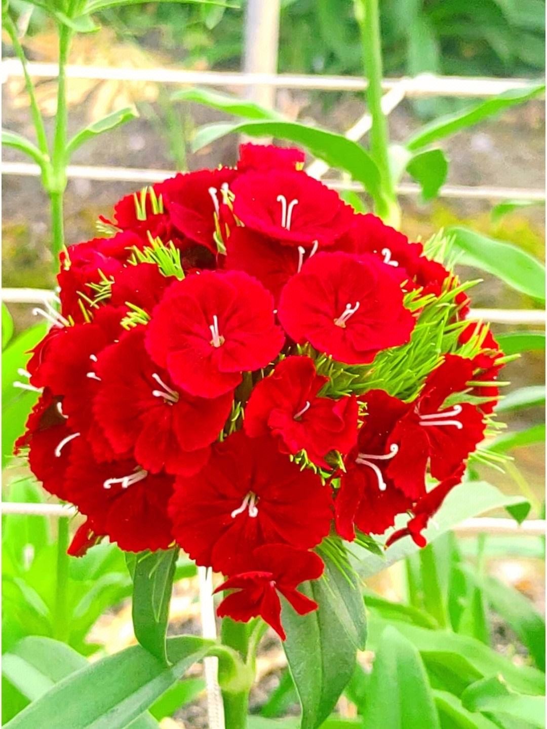 5种漂亮花四季开花,4种漂亮花好养易活