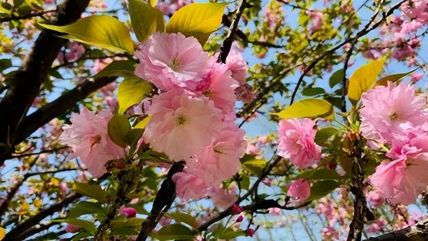 樱花季日本小众赏樱,樱花季全球赏樱胜地盘点