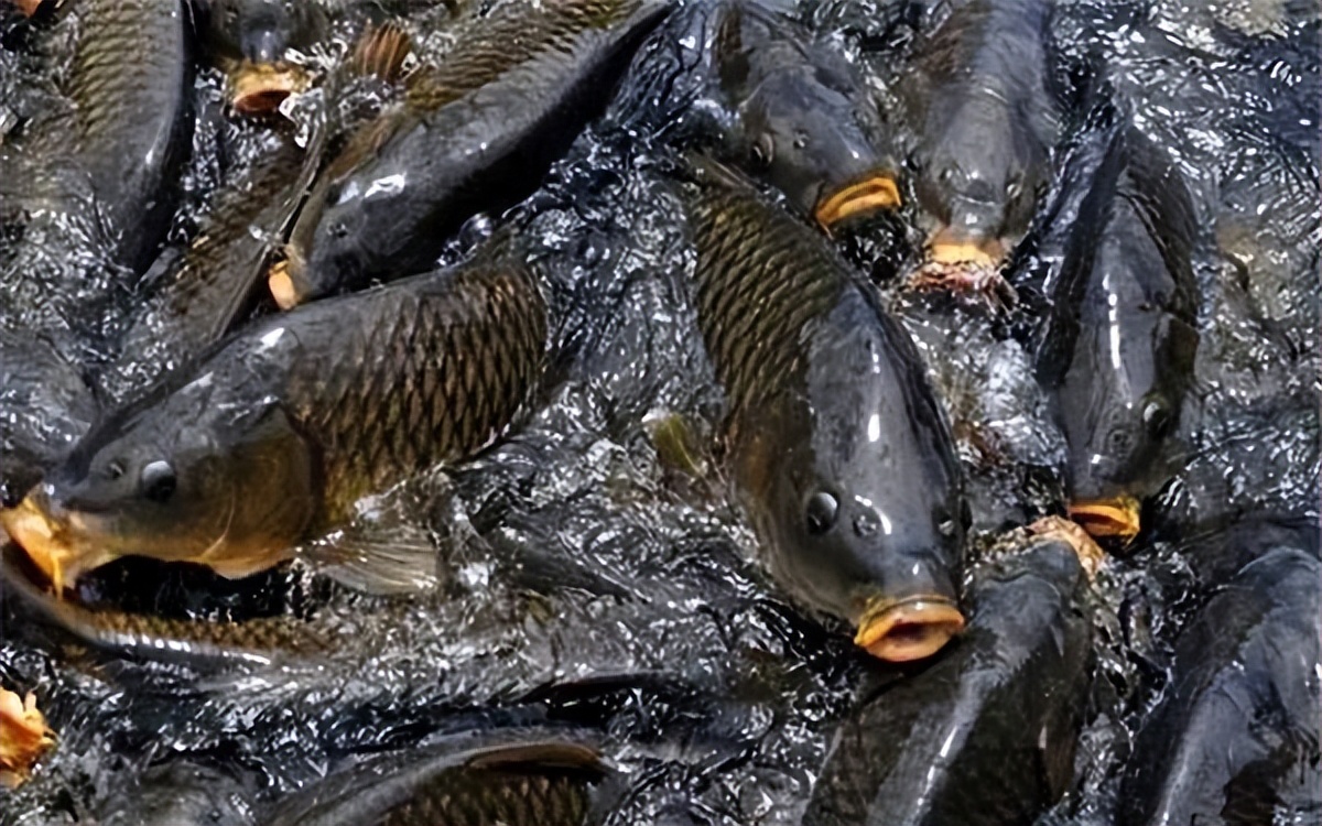 水霉病的症状及治疗方法,水霉病症状及防治