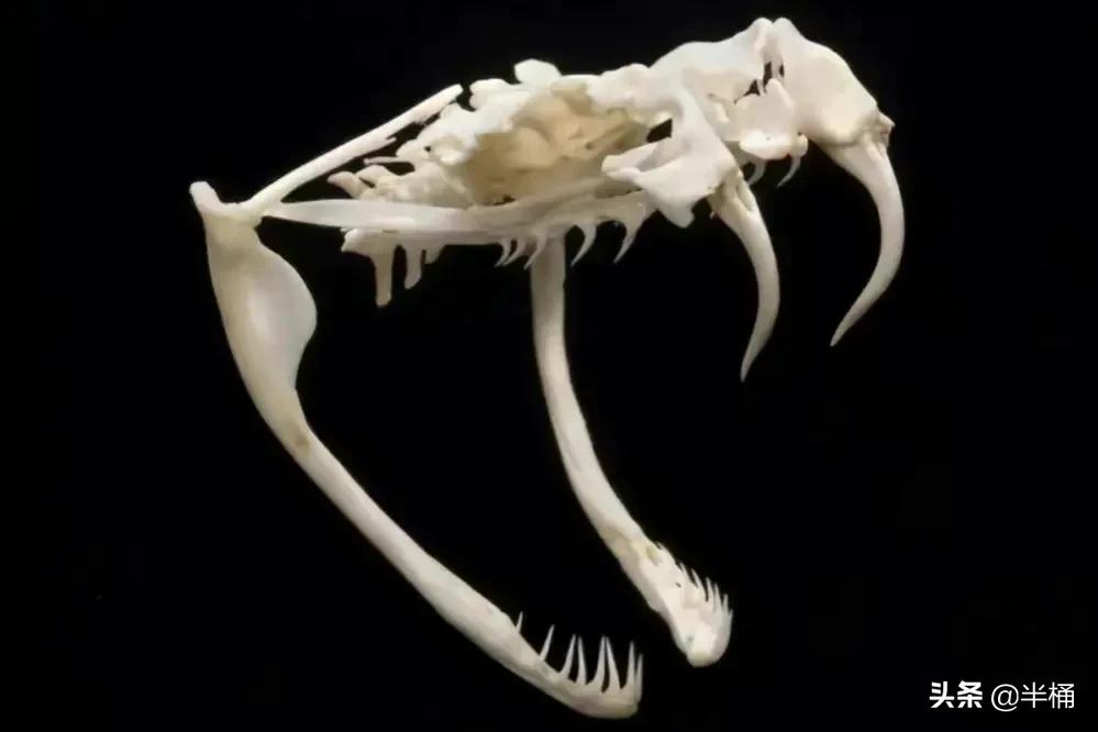 蛇出没的地方怎样预防,野外遇到蛇注意事项