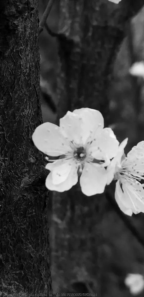 花朵黑白手绘图,黑白图片花朵