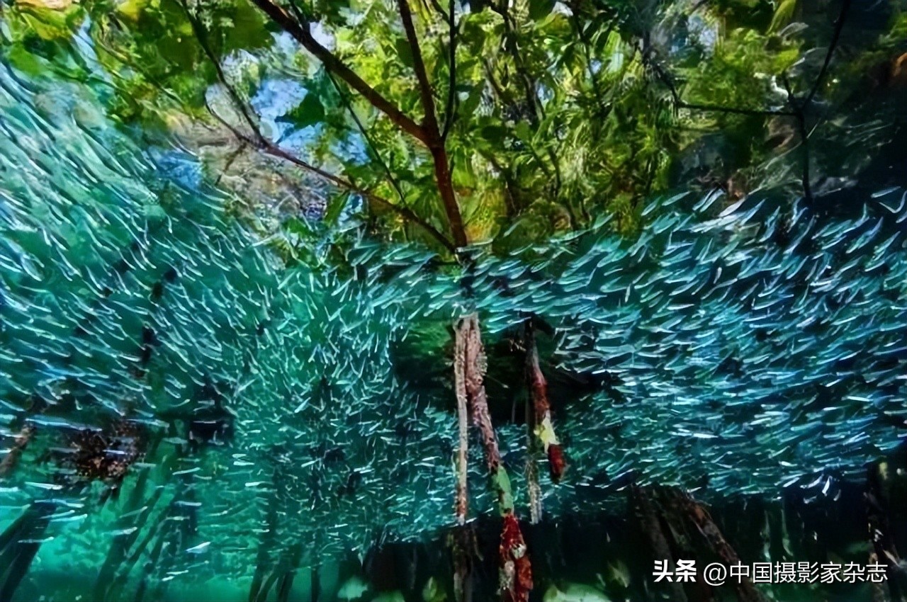 108张令人惊讶的历史与自然照片,有颠覆你认知的那张吗?