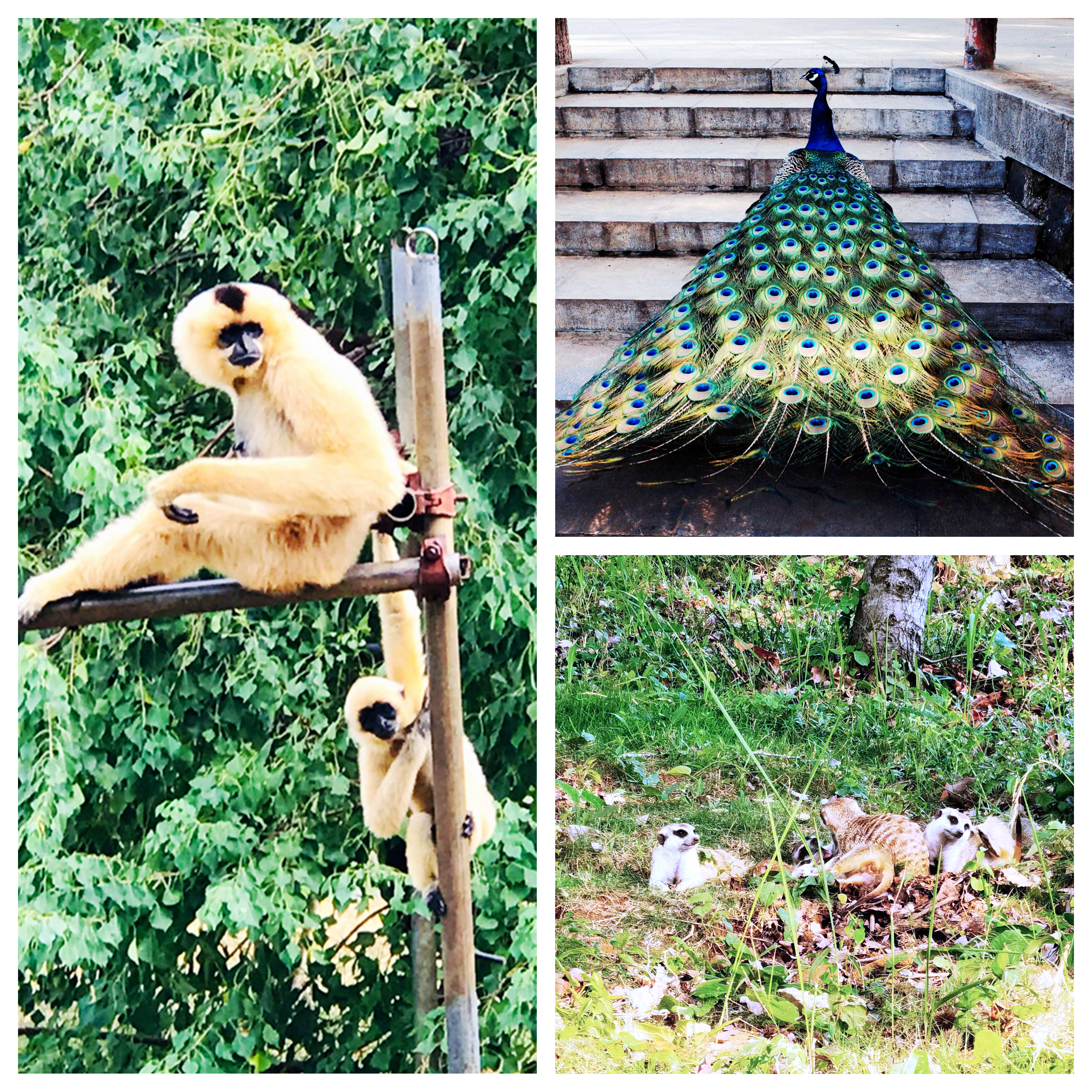 合肥野生动物园带孩子去攻略,合肥野生动物园游玩时间