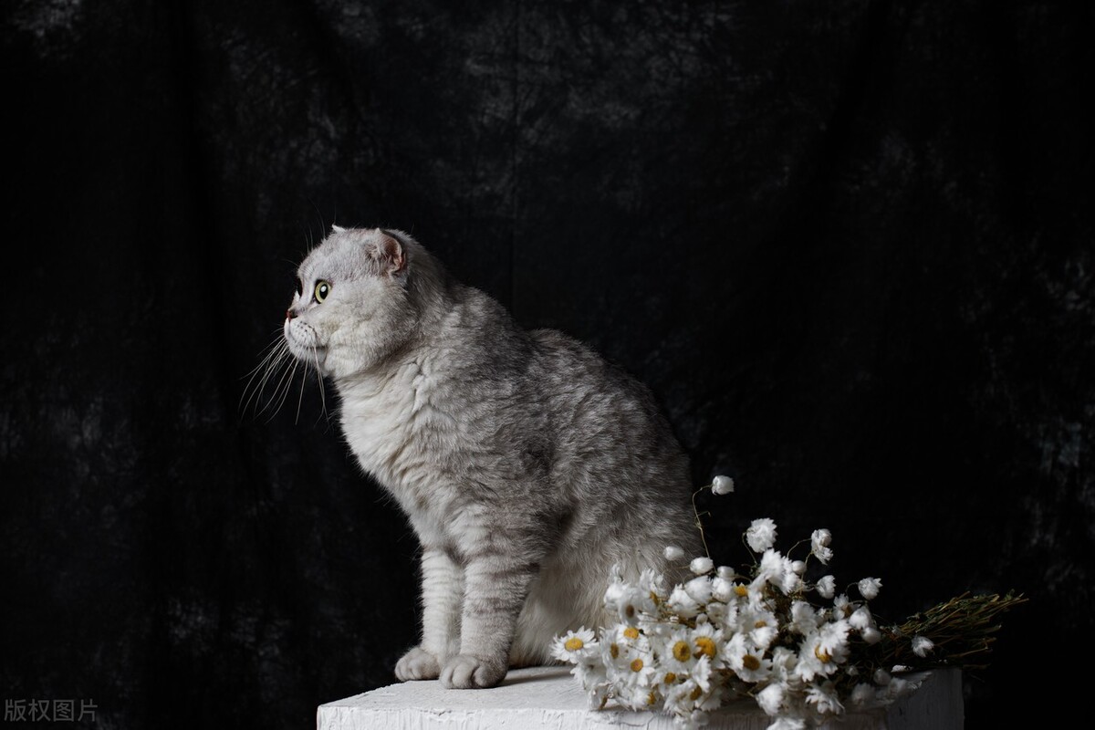 新手适合养英短吗,新手适合养英短还是暹罗