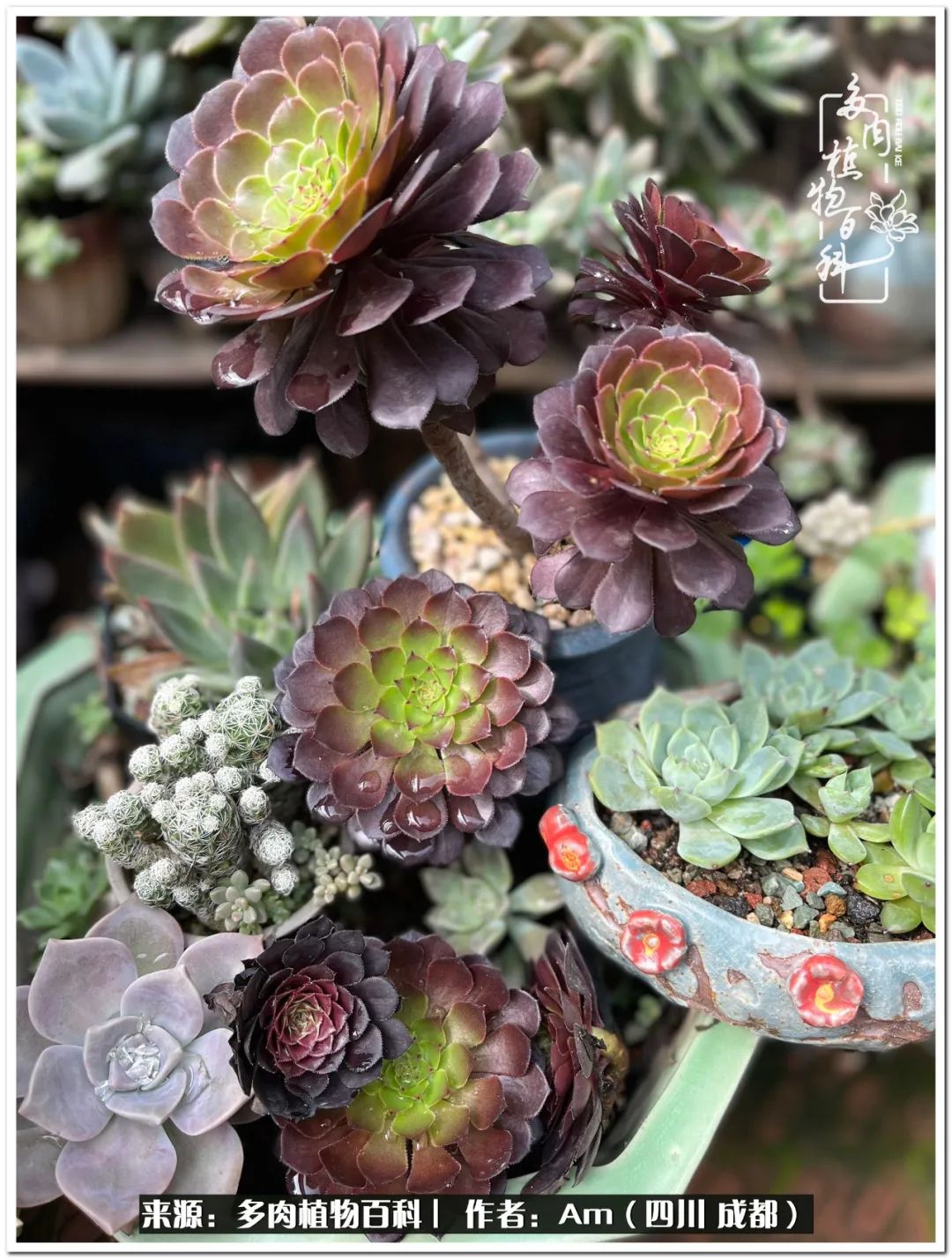 多肉小盆友生活多姿多彩,多肉小精灵福享不停