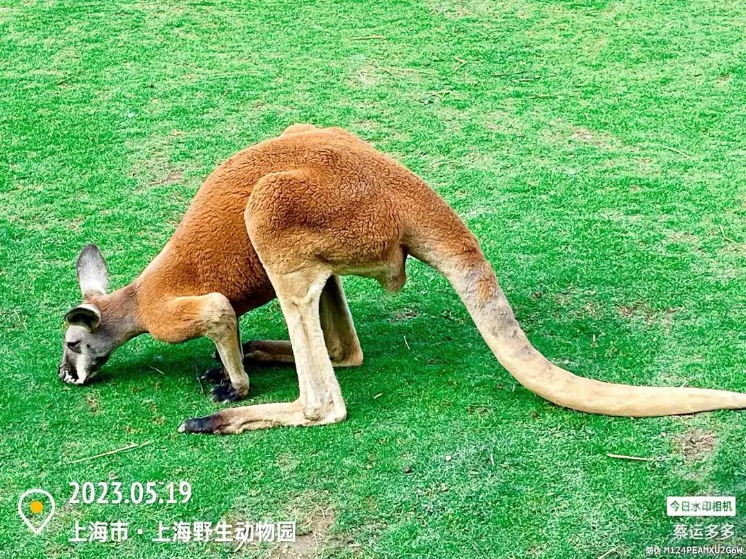 中国最大的野生动物园是哪个城市,中国最大野生动物园