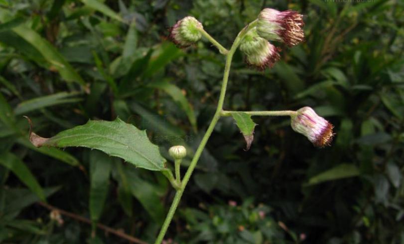 合香香烟,合和牌香烟