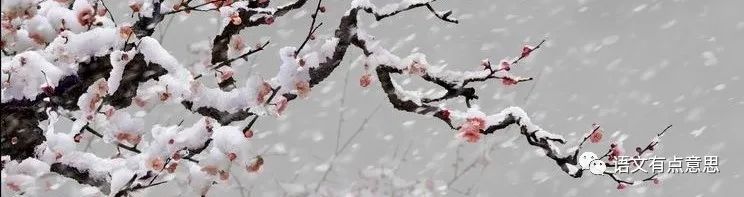 孤山踏青赏梅,去孤山看梅怎么走