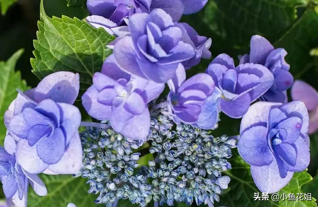 有一种花很好看但是很臭,名字很难听却很漂亮的花