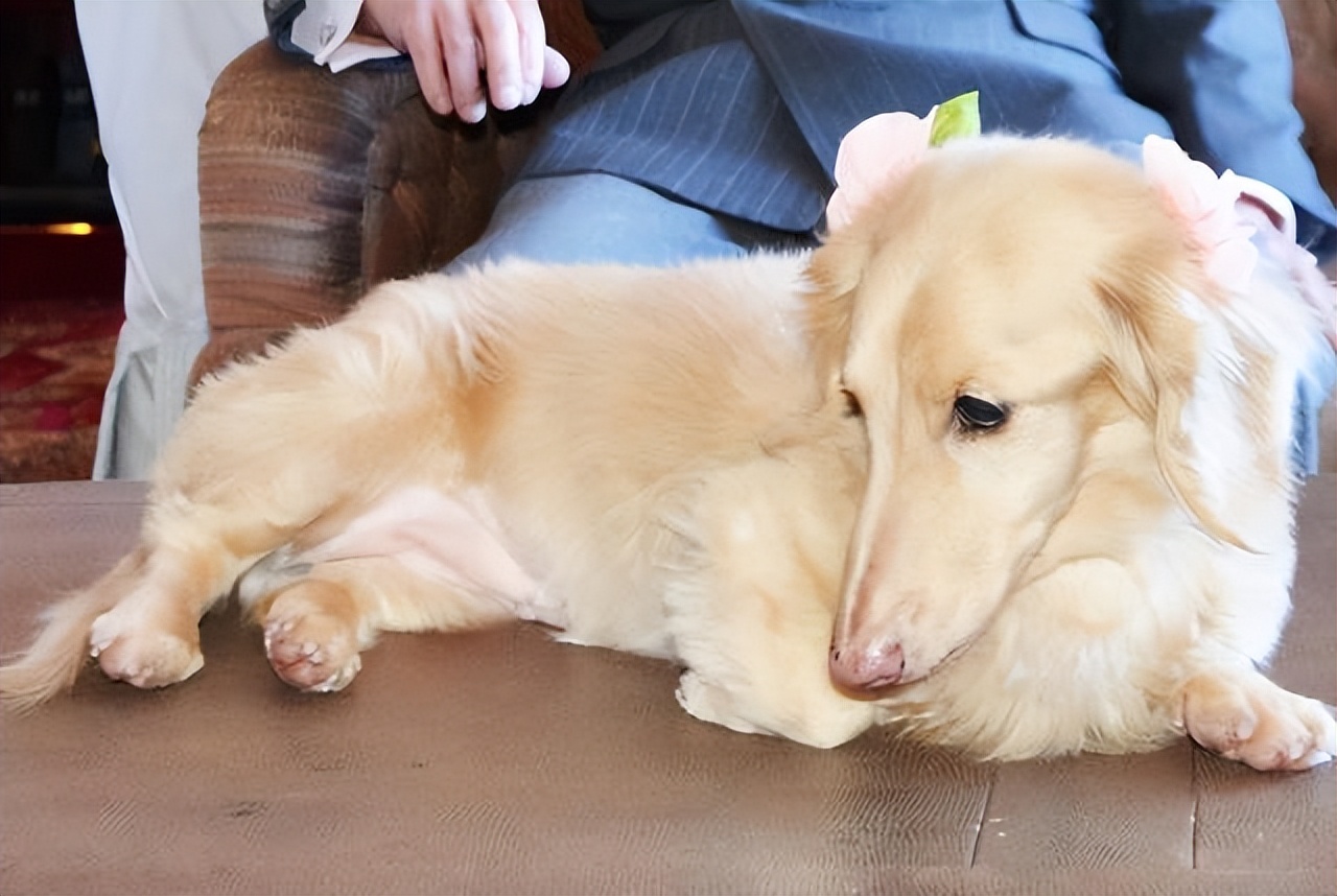 日本4000女性富豪,日本77岁富豪娶女子3月后暴毙