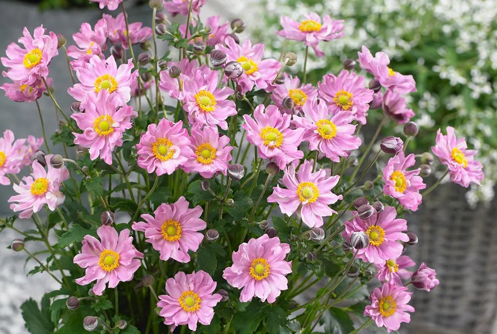 适合在路边种的野花,那些路边不起眼的花儿