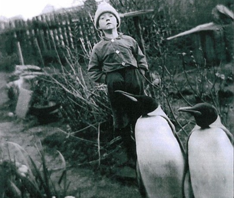 北极为何没有企鹅？80多年前放养在北极的69只企鹅，是何结局？