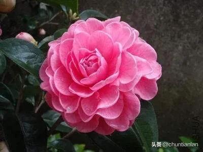 山茶花纯音乐,山茶花
