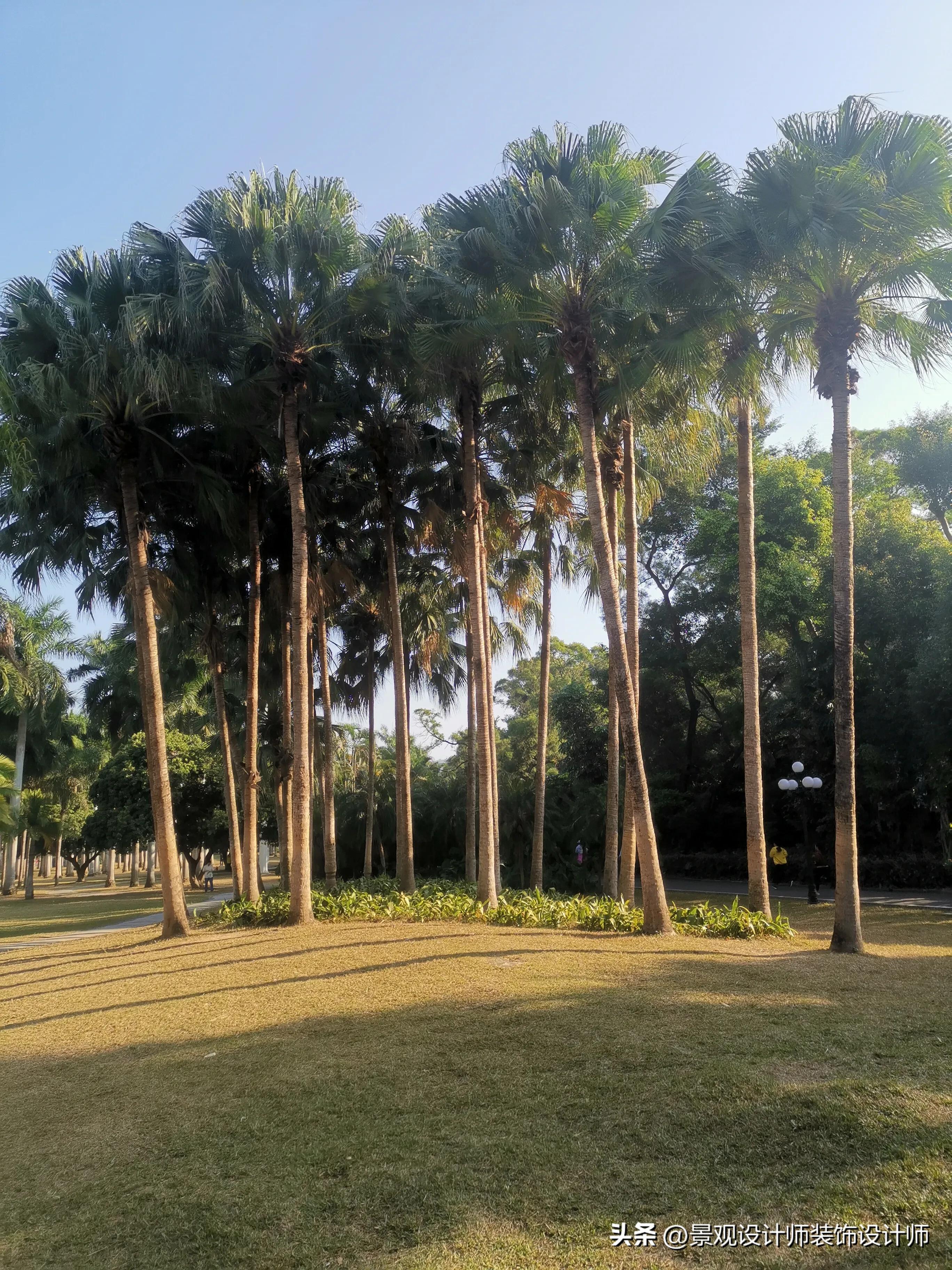 深圳市东湖公园广场舞,深圳市东湖公园收费标准