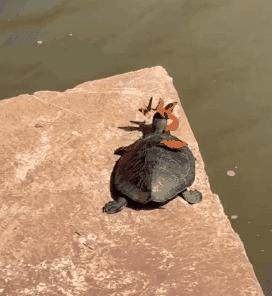 18张有趣的图,33张有趣的照片展示出奇妙的世界