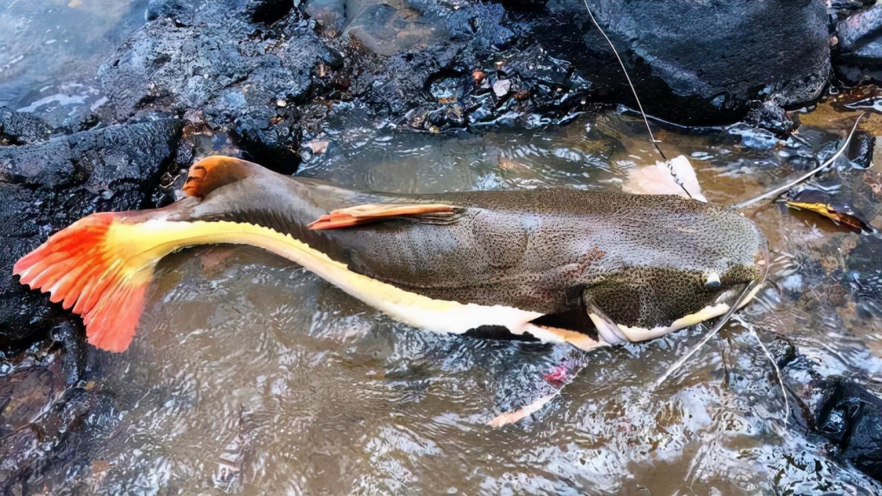 烤鱼店一条鱼突然发出猫叫声,烤鱼店一条鱼突然发出猫叫