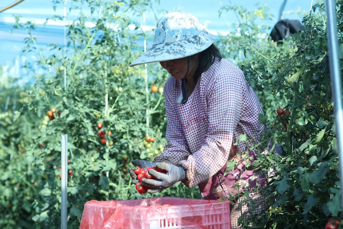 小甜果在家怎么种植,甜果种植成功案例
