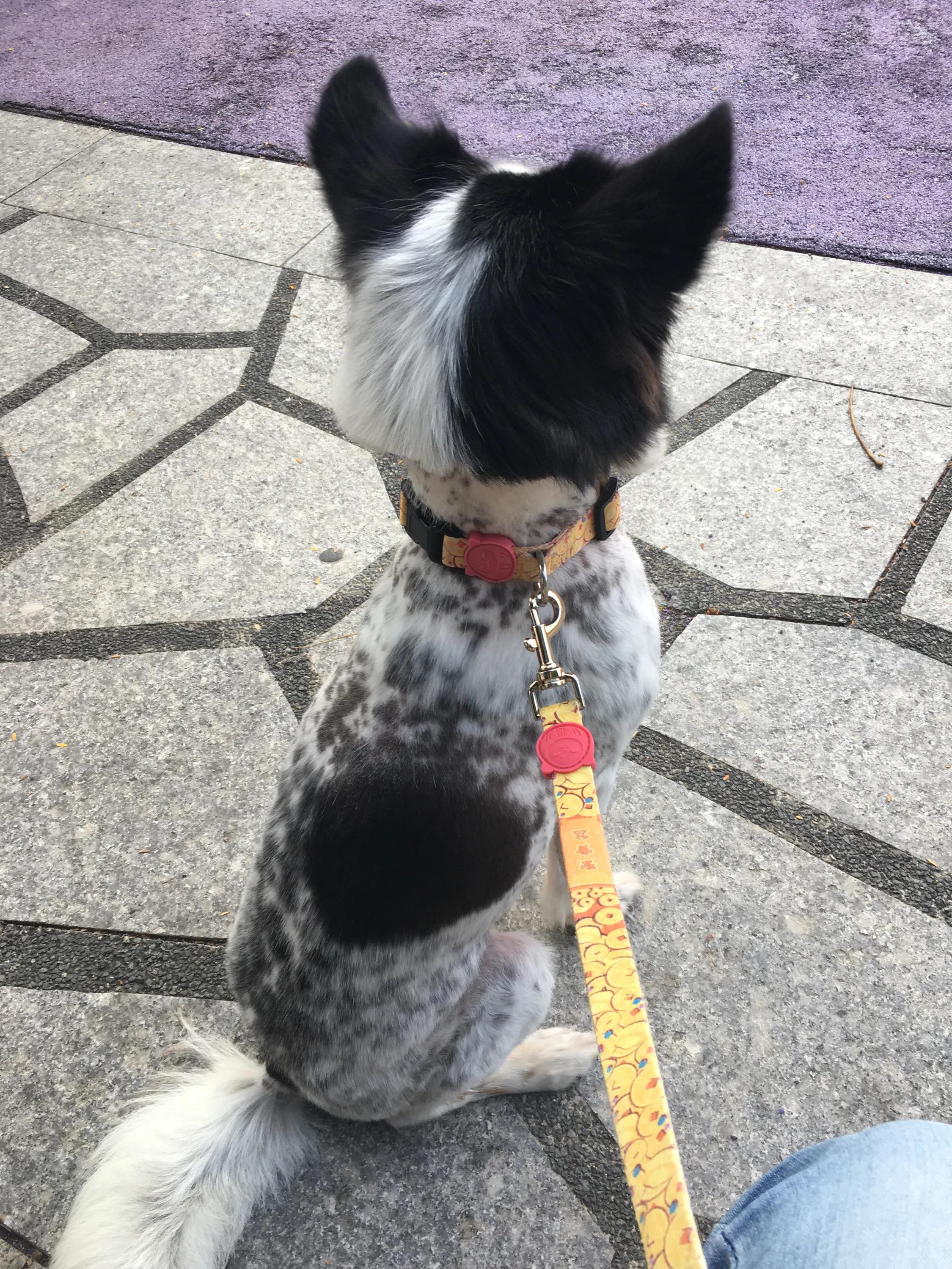 写一只小狗的作文,作文如何写小狗