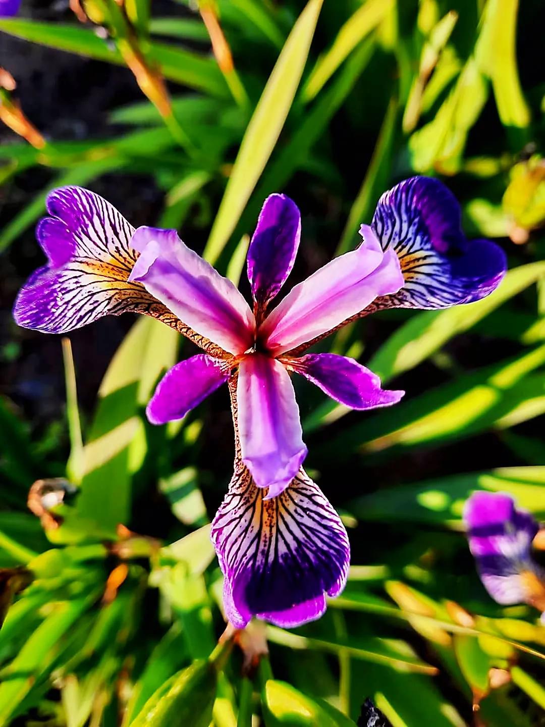 鲜花永远是女人的最爱,鲜花打动女人心