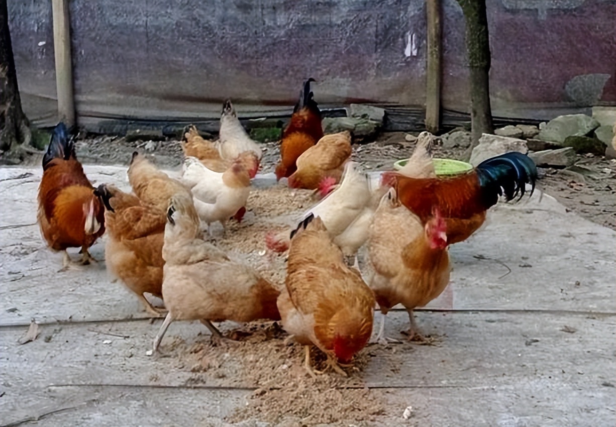 土鸡真的受欢迎吗,养土鸡的前景和注意事项