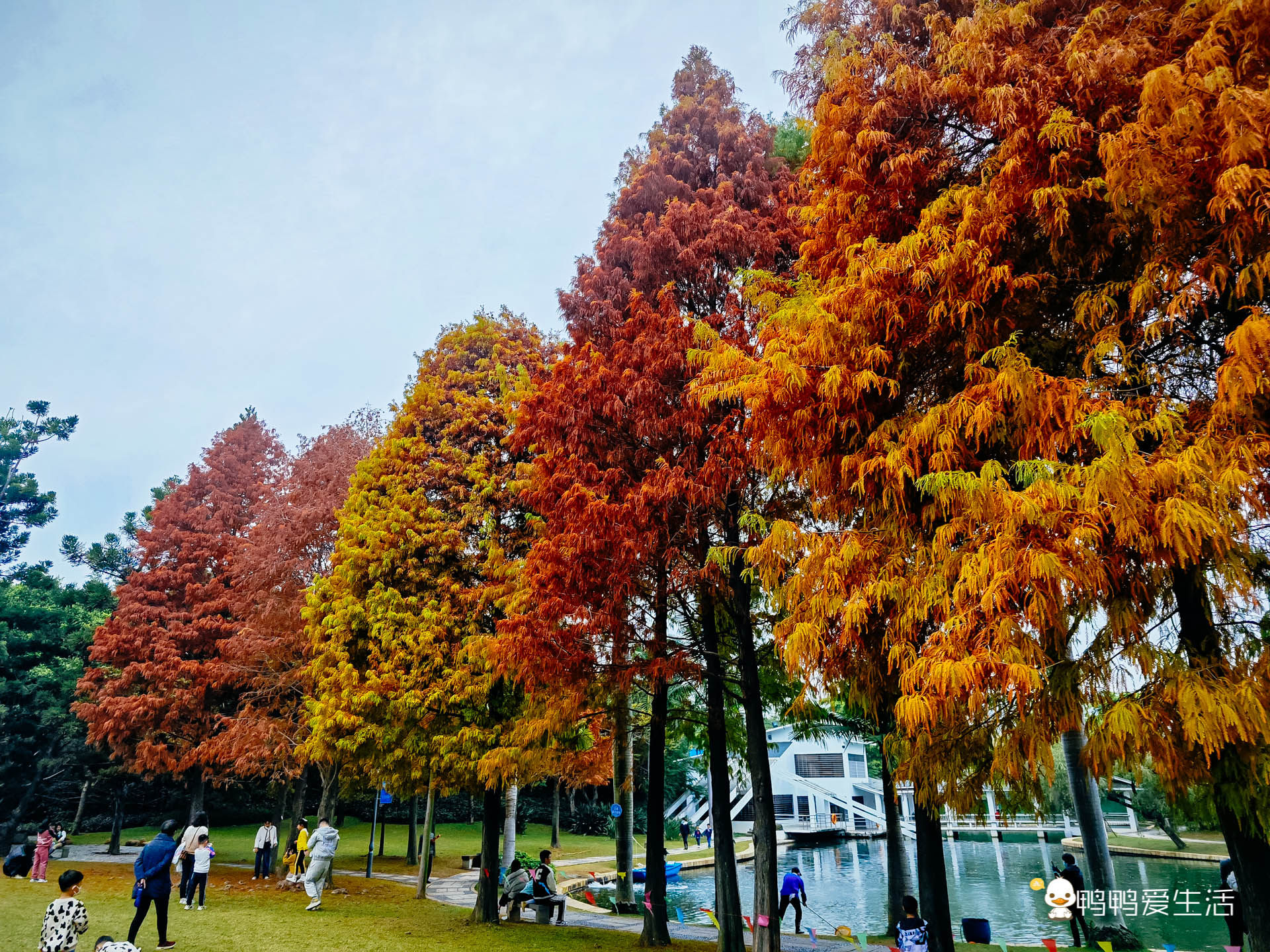 厦门哪里可以看到落羽杉,厦门五缘湾落羽杉