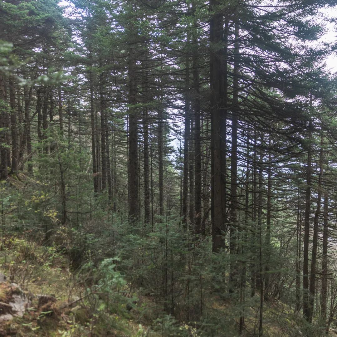 太白山是陕西最高点吗,秦岭最高峰太白山