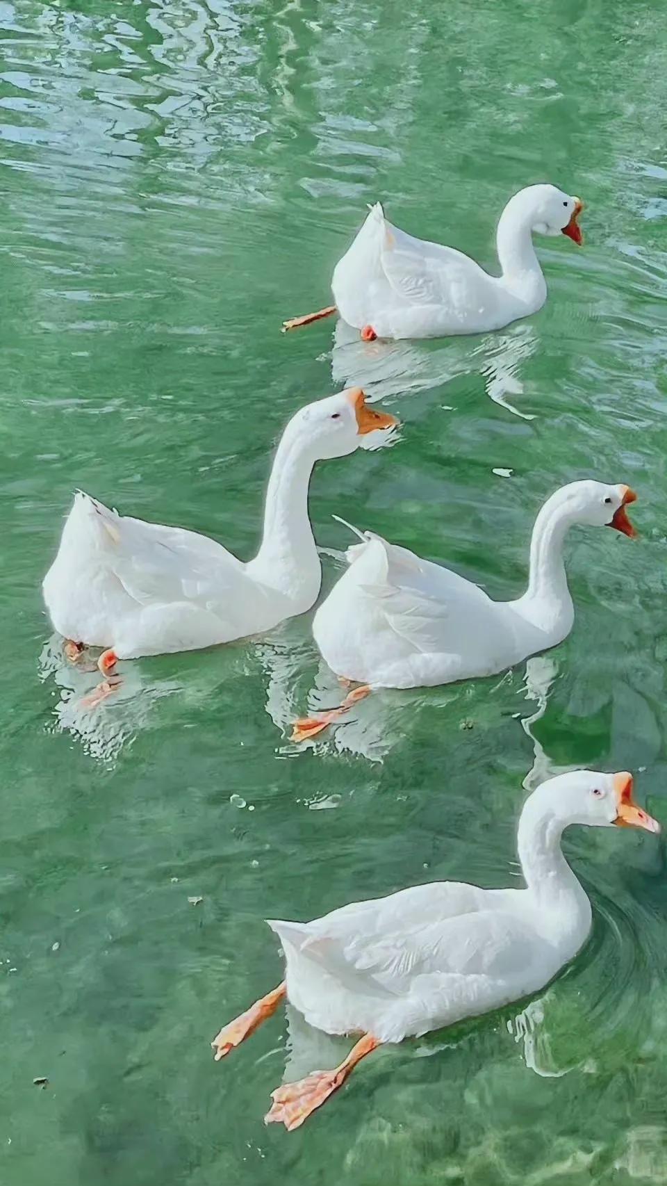 适合夏天的手机壁纸高清,纯颜色高清手机壁纸