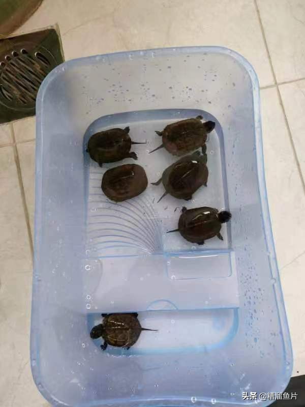 草龟里面哪个乌龟好养,新手养草龟从多大开始养比较好