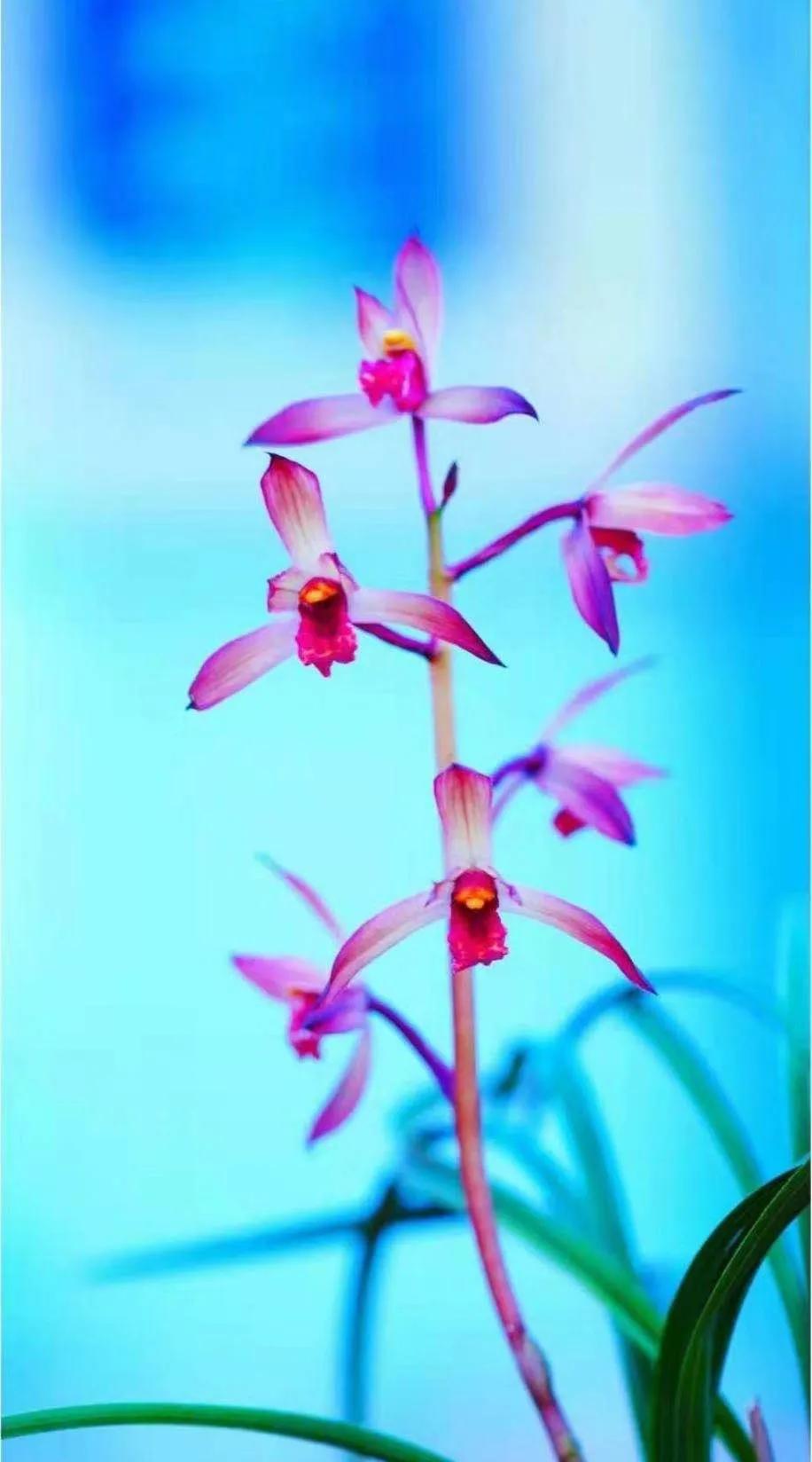 每日一品花卉,每日一品中国兰花春兰