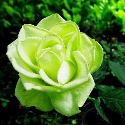 玫瑰花漂亮的图片,分享一个漂亮的玫瑰花图片