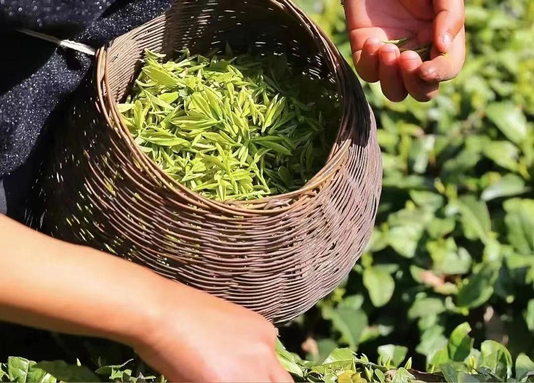 宜昌长阳绿茶,宜昌绿茶品牌五峰毛尖
