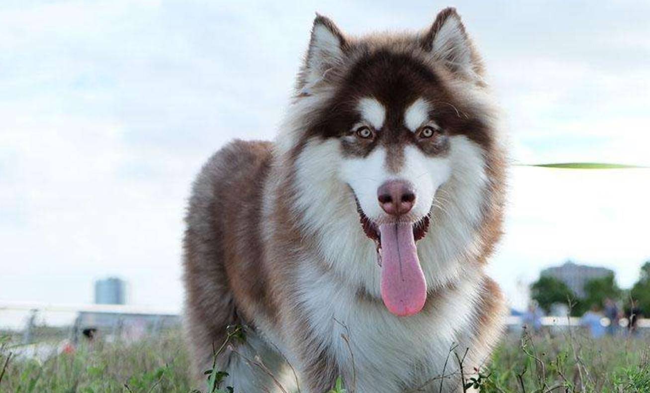 阿拉斯加为什么不推荐养,劝你别养柴犬