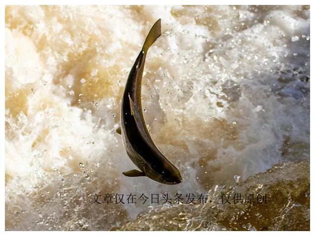 为什么老虎不吃猪肉是有原因的,老虎为啥不喂猪肉