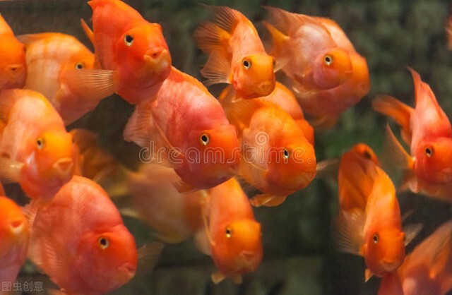 祝福朋友们虎年大吉年年发大财,祝福大家虎年大吉年年发大财