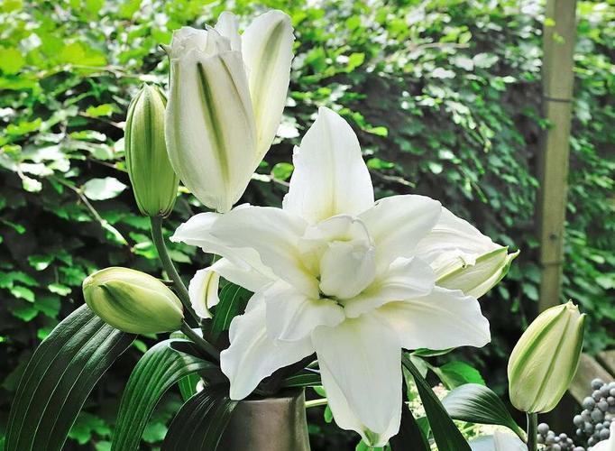 重瓣香水百合的种植时间和方法,香水百合的种植方法和注意事项