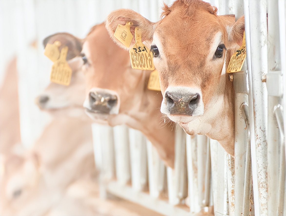 网红牛奶营销出圈！“三流地产商”暴富收割套路连证监会都忍不了