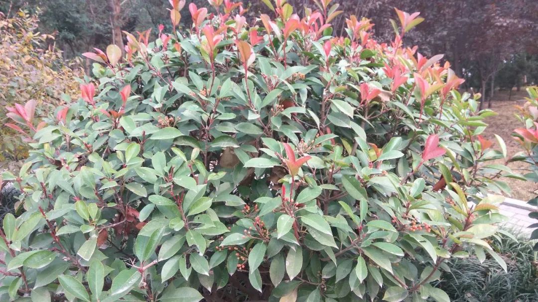 石楠花很臭为什么满大街都种呢,石楠花那么臭为什么要种那么多