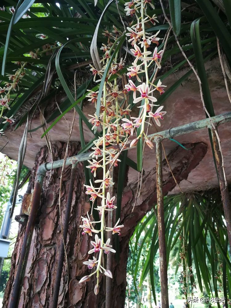 带你认识中华兰花纹瓣兰,顶级纹瓣兰图片