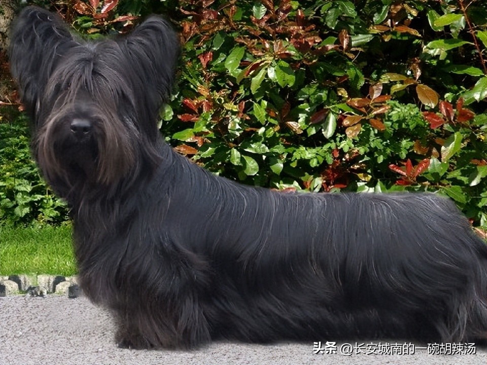 世界名犬大赛全程视频,世界名犬下司犬排名