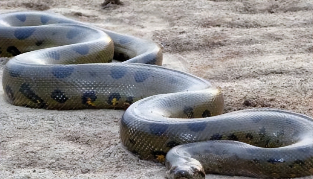 96年海南巨蟒,96年海南巨蟒事件真实情况