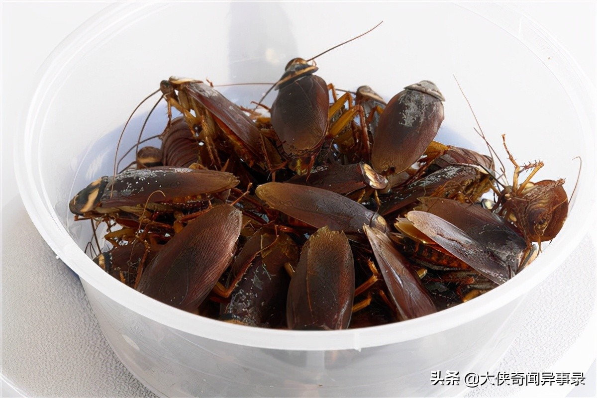 家里蟑螂多如何灭蟑螂,有蟑螂怎么办灭蟑螂最有效的方法